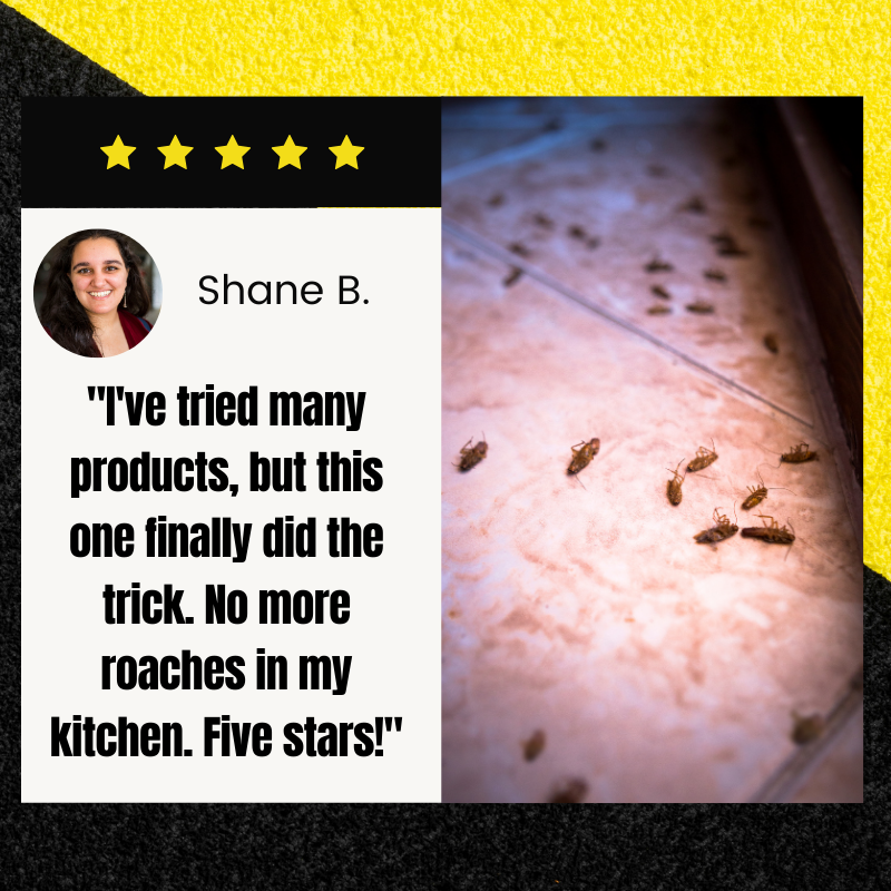 Dobshow™️ QuikCatch Killer RoachAce Bait Station